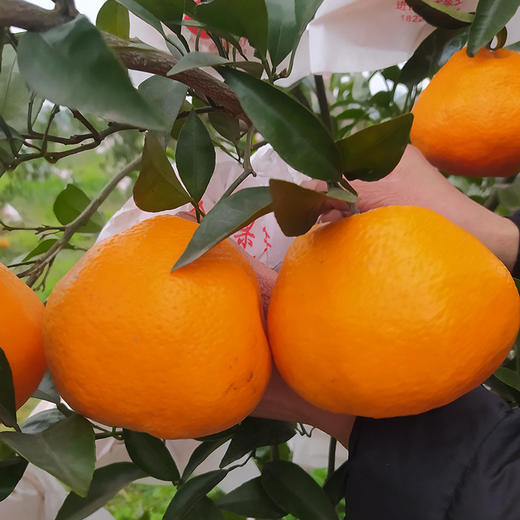 【厂商直发】四川痴农夫有机大雅耙耙柑5斤/6斤装果肉清甜多汁新鲜包邮 商品图5