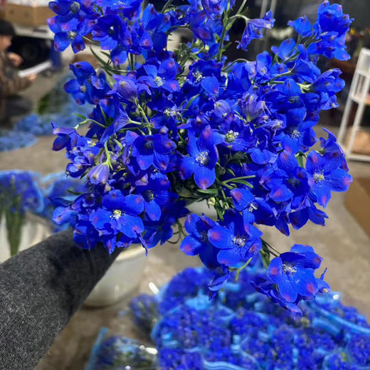 小飞燕~蓝色 商品图1