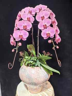 高端蝴蝶兰盆栽龙兰双支