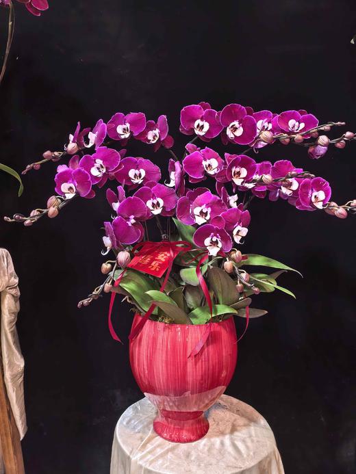 精品蝴蝶兰盆栽米歇尔8支 商品图3