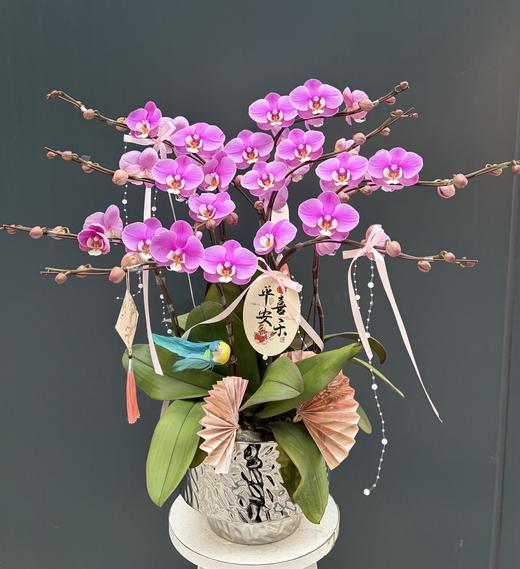 年宵花蝴蝶兰.安娜8株 商品图0
