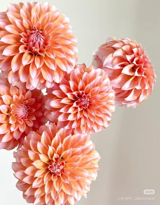 预售15号到货 大花大丽花-奶油桃子一扎5支 支长50厘米 商品图1