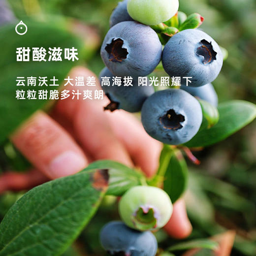  企鹅市集|云南浓香蓝莓 中果/大果/超大果多规格可选 脆甜饱满 人工新鲜采摘 商品图1