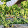 新鲜现摘农家孢子甘蓝 口感脆嫩 回口甘甜 迷你小包菜 卷心菜 西餐蔬菜沙拉食材 150g 商品缩略图1