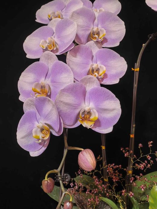 高档蝴蝶兰盆栽龙兰明星双支 商品图4