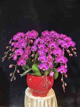 高端定制蝴蝶兰盆栽潮流12支