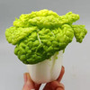 【HFS】农家乌菜 350g/份 太平海农业 商品缩略图1