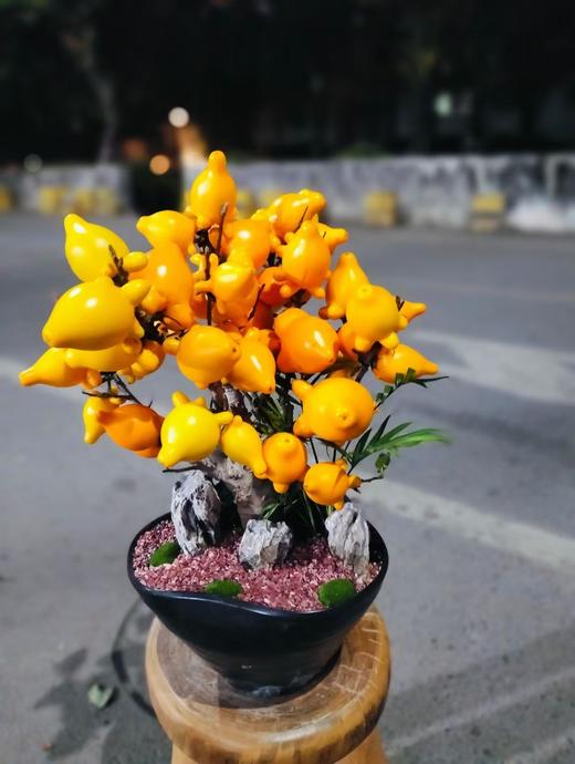 五代同堂果盆栽 商品图5