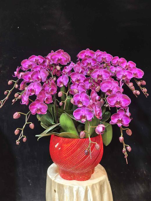 高端定制蝴蝶兰盆栽潮流12支 商品图1