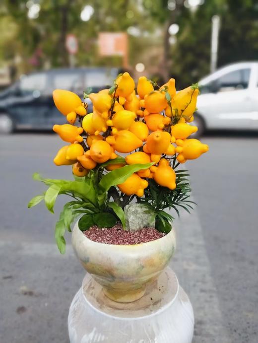 五代同堂果盆栽 商品图1