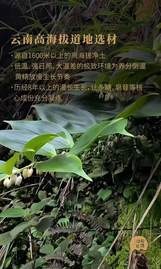 【年货茶礼】【云南黄精果】掌柜线下店爆买茶礼，线上直接蕞底价特惠分享，需要茶礼的茶友放心拍，性价比非常高，400克/罐 商品图2