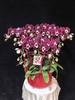 高端蝴蝶兰盆栽幻影12支 商品缩略图4