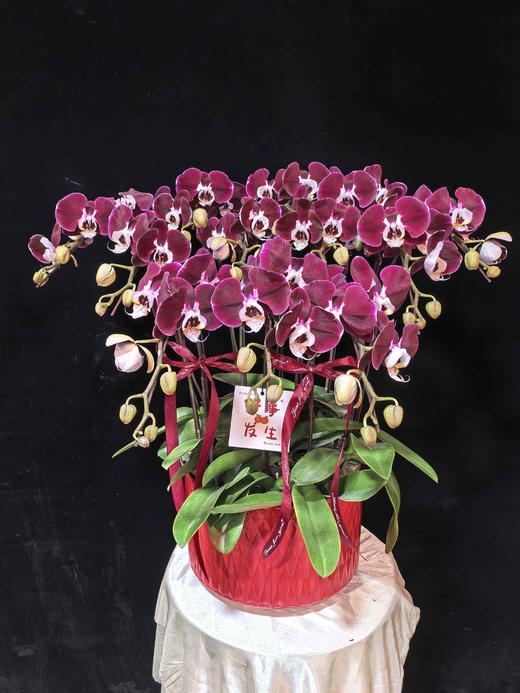 高端蝴蝶兰盆栽幻影12支 商品图4
