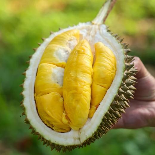 马来西亚树熟猫山王榴莲 3.1-3.5斤保4房 马来西亚核心产区 高山老树 自然树熟榴莲整果 -110液氮急冻 风味0流失 肉厚核小 保出4房 商品图2
