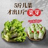 【独具四川风味❗️酸脆爽口】四川泡菜泡儿菜娃娃菜观音菜即食下饭菜爽口泡菜腌制榨菜新鲜儿菜。jc 商品缩略图3