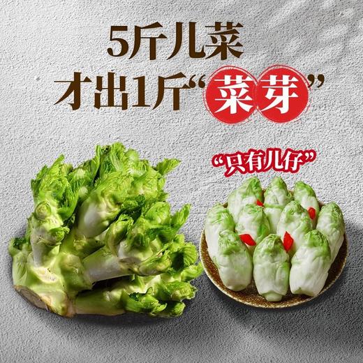 【独具四川风味❗️酸脆爽口】四川泡菜泡儿菜娃娃菜观音菜即食下饭菜爽口泡菜腌制榨菜新鲜儿菜。jc 商品图3