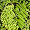 【清甜脆嫩❗️粒粒饱满】云南青豌豆荚豌豆新鲜带壳青豆角粒农家蔬菜水果甜豆荚嫩。jc 商品缩略图3