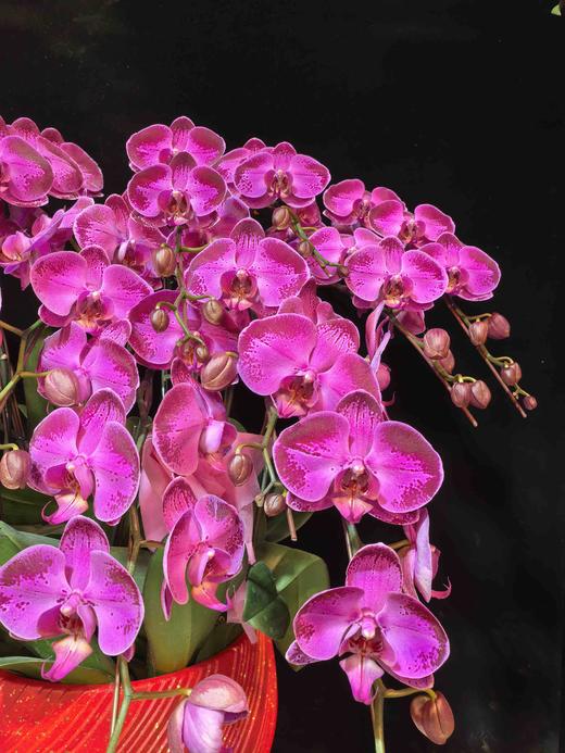 高端定制蝴蝶兰盆栽潮流12支 商品图2