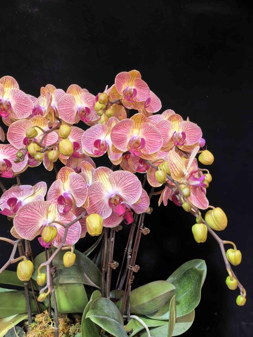 高端蝴蝶兰盆栽和旋10支 商品图1