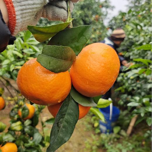 广西武鸣沃 柑｜黄金甜酸比，口感正当时｜产地现摘现发 商品图2
