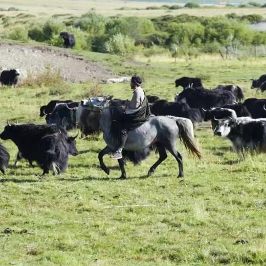四川红原新鲜牦牛肉 吃过一次 年年惦记 商品图8