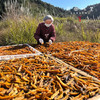 生态红薯干（成都仓库-顺丰快递）| 400g/袋，来自福建南平，生产者：黄璇【合作生产，公平贸易】 商品缩略图4