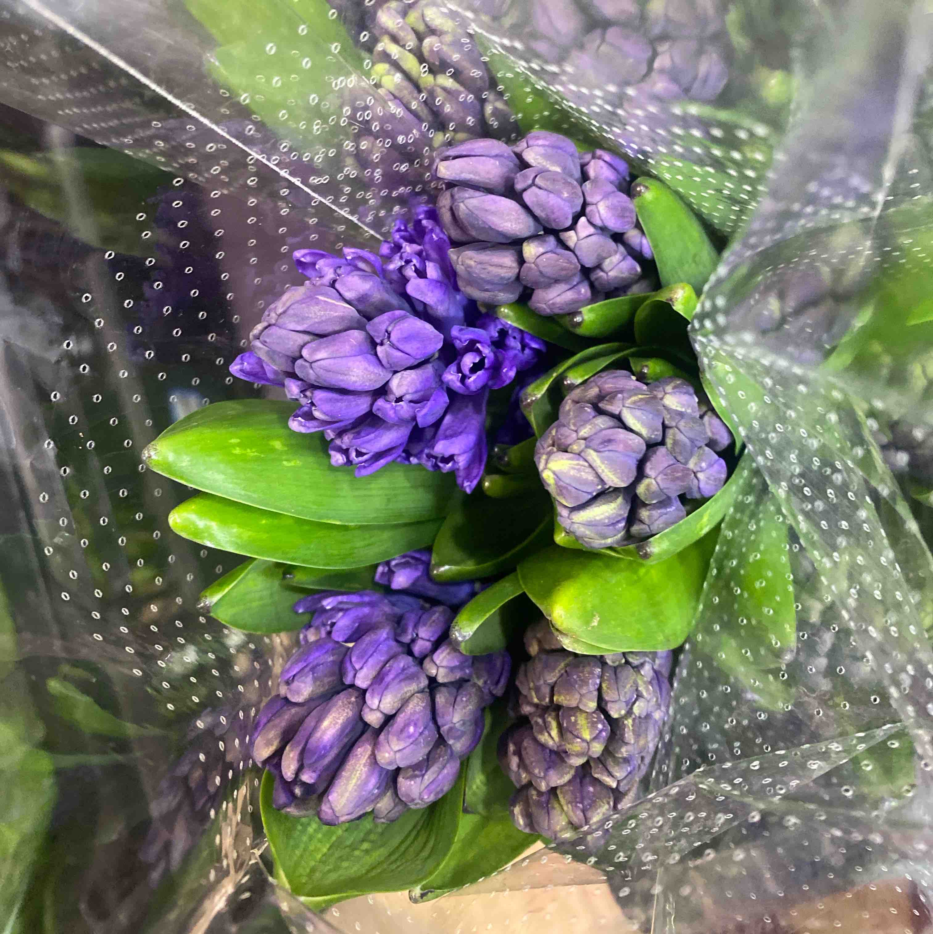 配花-风信子-深紫色-5支