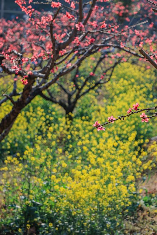 3月6日【连平】十里桃花、油菜花2天摄影采风 商品图6
