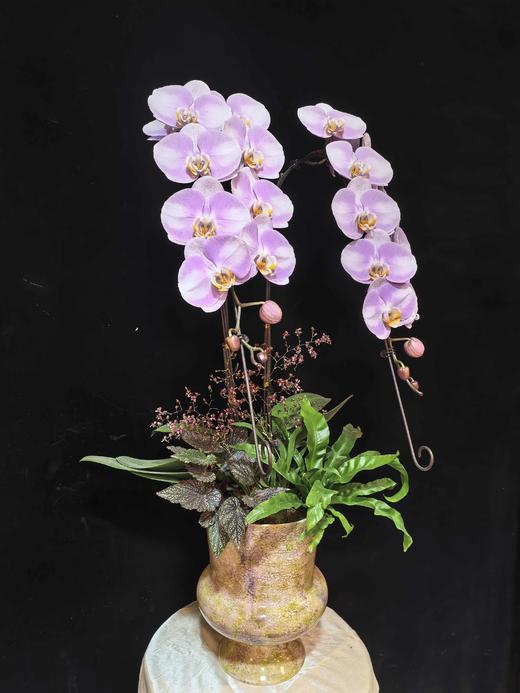 高档蝴蝶兰盆栽龙兰明星双支 商品图2