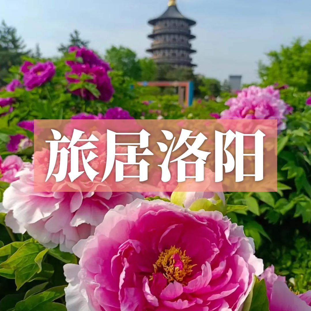 边玩边养老丨漫游洛阳，赏尽神州牡丹国色，观老君山云海翻腾，探寻千年古都魅力！