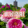 【十人专属】边玩边养老丨漫游洛阳，赏尽神州牡丹国色，观老君山云海翻腾，探寻千年古都魅力！ 商品缩略图0