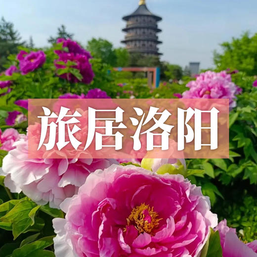 【十人专属】边玩边养老丨漫游洛阳，赏尽神州牡丹国色，观老君山云海翻腾，探寻千年古都魅力！ 商品图0