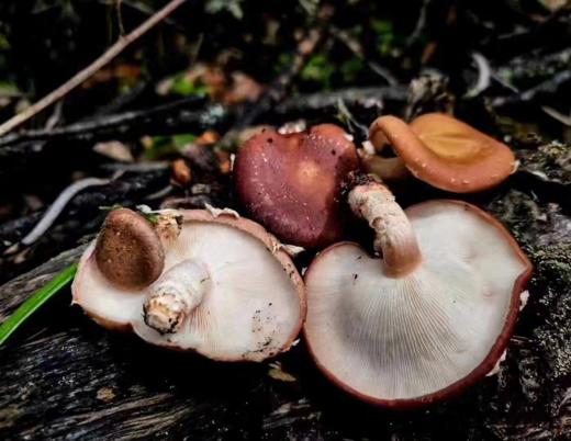 苍耕洱作野生香菇100g 商品图6