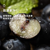  企鹅市集|云南浓香蓝莓 中果/大果/超大果多规格可选 脆甜饱满 人工新鲜采摘 商品缩略图4
