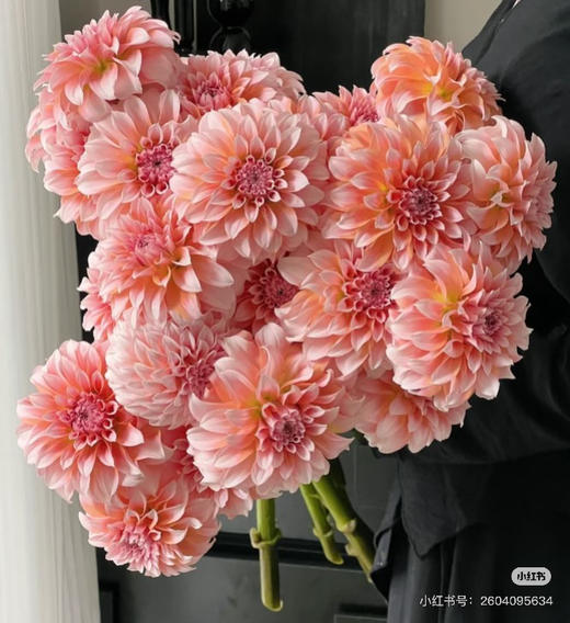 预售15号到货 大花大丽花-奶油桃子一扎5支 支长50厘米 商品图0