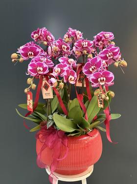 年宵花蝴蝶兰.微笑10株