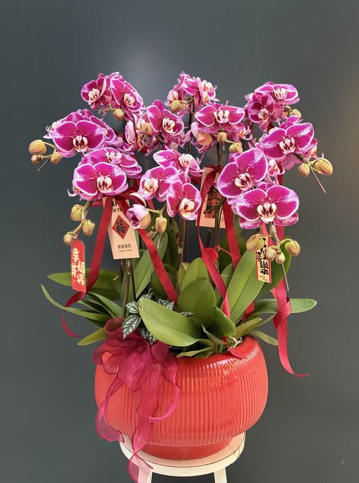 年宵花蝴蝶兰.微笑10株 商品图0