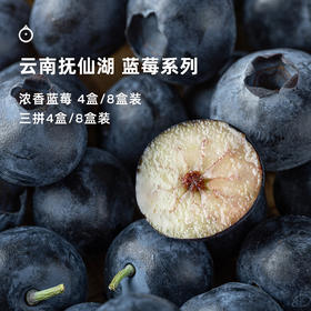  企鹅市集|云南浓香蓝莓 中果/大果/超大果多规格可选 脆甜饱满 人工新鲜采摘