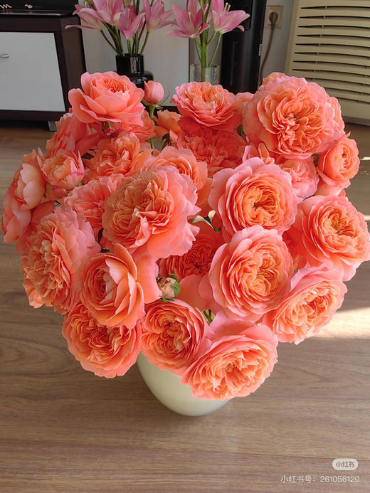 现货杏色果汁泡泡玫瑰一扎10支支长50厘米 商品图1