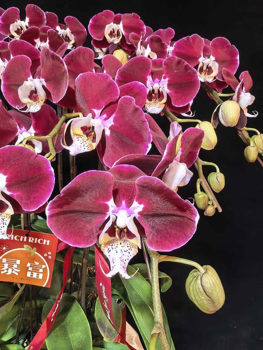 高端蝴蝶兰盆栽幻影12支 商品图1