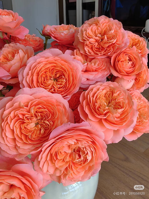 现货杏色果汁泡泡玫瑰一扎10支支长50厘米 商品图2