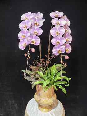 高档蝴蝶兰盆栽龙兰明星双支