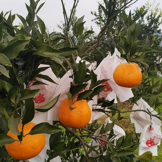 【厂商直发】四川痴农夫有机大雅耙耙柑5斤/6斤装果肉清甜多汁新鲜包邮 商品图4