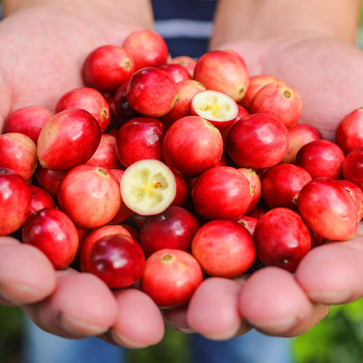 东极红宝石蔓越莓果浆50ml*7 商品图3