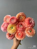 预售1号到货香槟色洋牡丹一扎10支 支长40厘米 商品缩略图0