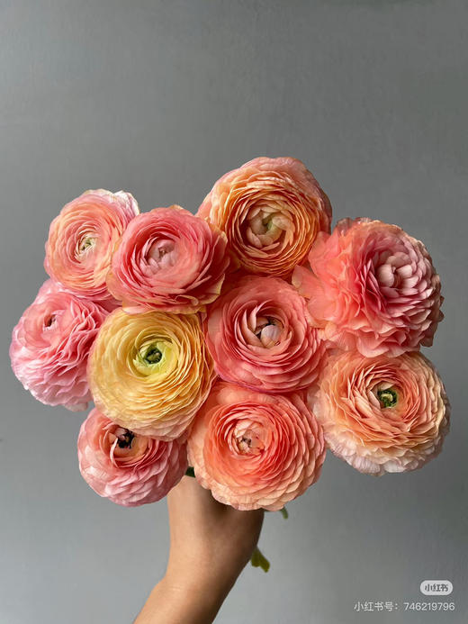 预售1号到货香槟色洋牡丹一扎10支 支长40厘米 商品图0