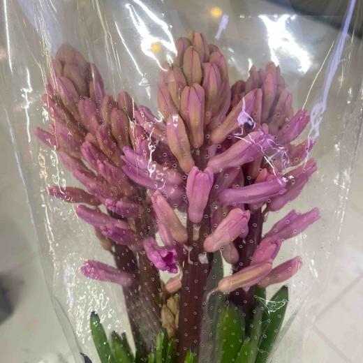 配花-风信子-深粉-5支 商品图0