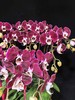 高端蝴蝶兰盆栽幻影12支 商品缩略图5