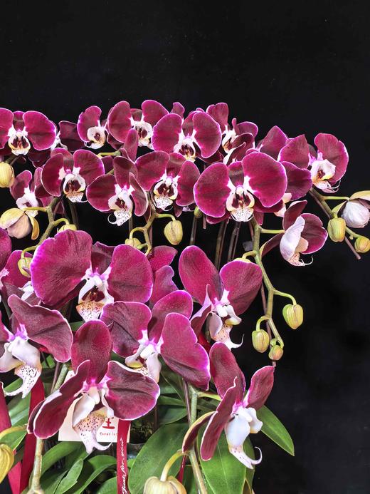 高端蝴蝶兰盆栽幻影12支 商品图5