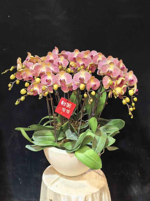 高端蝴蝶兰盆栽和旋16支 商品图1